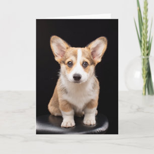 Cutest Baby djur Corgi Puppy Ständigt Tall Kort