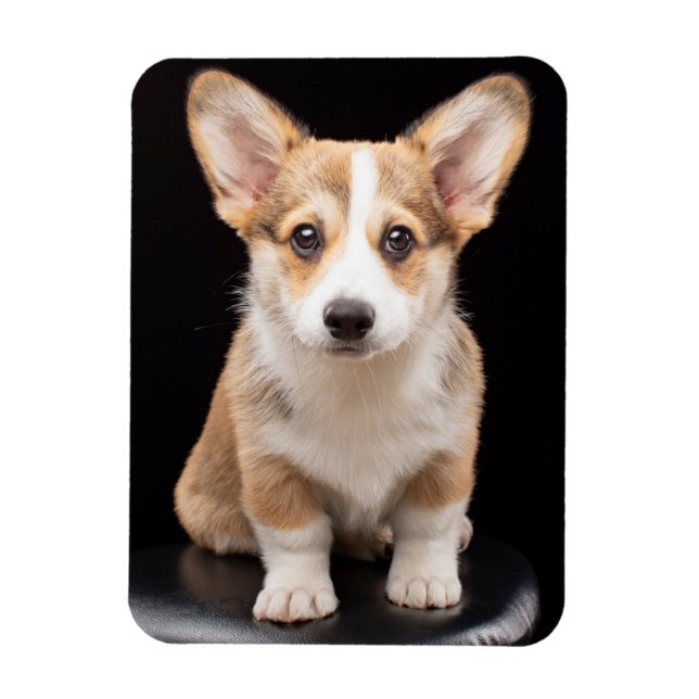 Cutest Baby djur | Corgi Puppy Ständigt Tall Magnet (Vertikal)