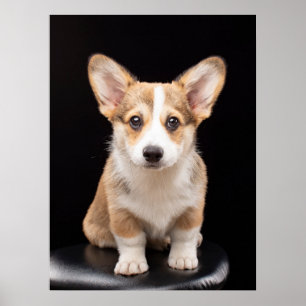 Cutest Baby djur   Corgi Puppy Ständigt Tall Poster