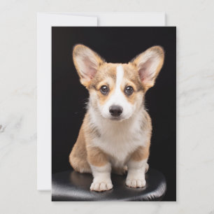 Cutest Baby djur Corgi Puppy Ständigt Tall Tack Kort