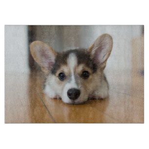 Cutest Baby djur Corgi Puppy Tittar