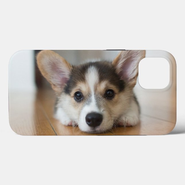 Cutest Baby djur | Corgi Puppy Tittar (Baksida (horisontell))