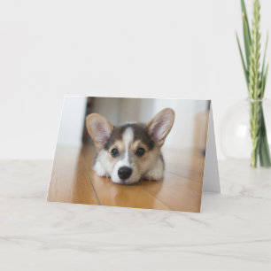 Cutest Baby djur Corgi Puppy Tittar Kort
