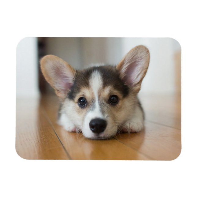 Cutest Baby djur | Corgi Puppy Tittar Magnet (Horisontell)