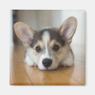 Cutest Baby djur Corgi Puppy Tittar Magnet