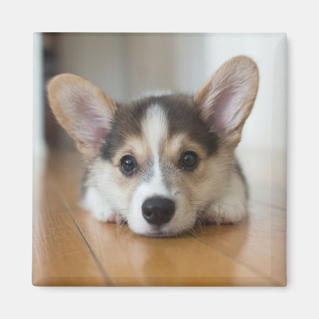 Cutest Baby djur | Corgi Puppy Tittar Magnet (Framsidan)