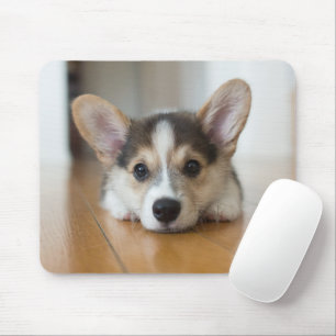 Cutest Baby djur Corgi Puppy Tittar Musmatta