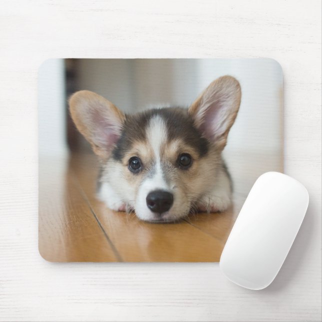 Cutest Baby djur | Corgi Puppy Tittar Musmatta (Med mus)