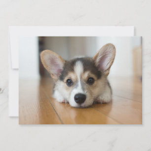 Cutest Baby djur Corgi Puppy Tittar Tack Kort
