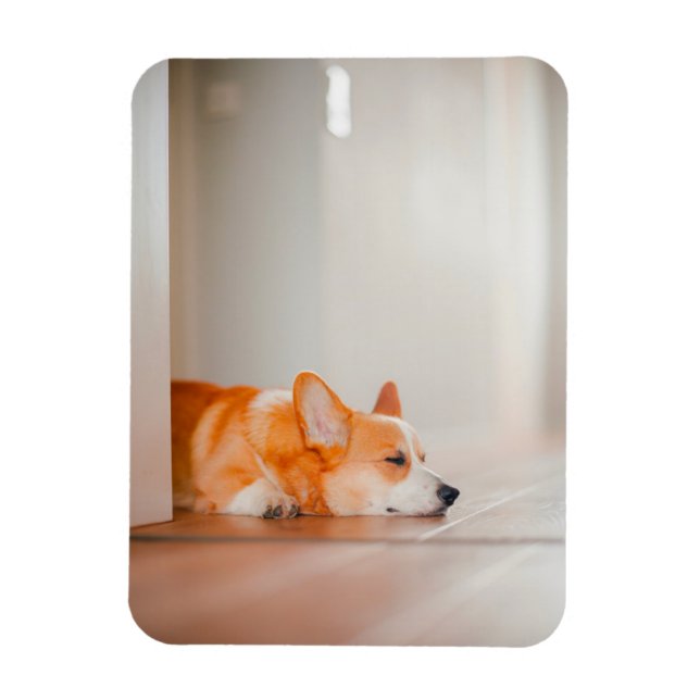 Cutest Baby djur | Corgi Sleeping Magnet (Vertikal)