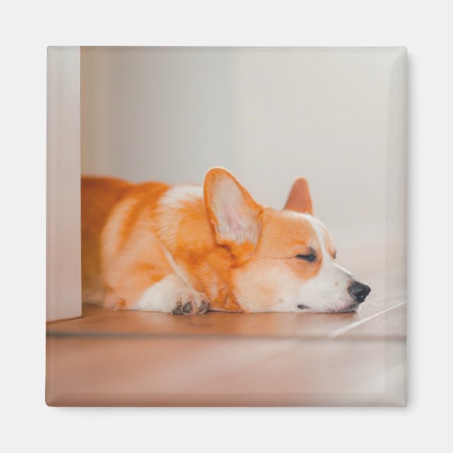 Cutest Baby djur | Corgi Sleeping Magnet (Framsidan)