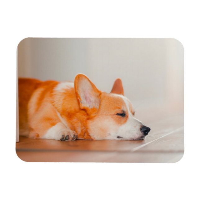Cutest Baby djur | Corgi Sleeping Magnet (Horisontell)