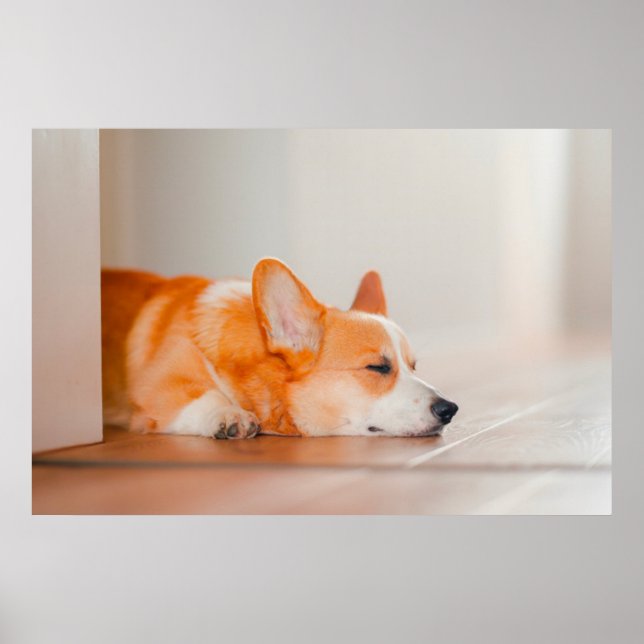 Cutest Baby djur | Corgi Sleeping Poster (Framsidan)