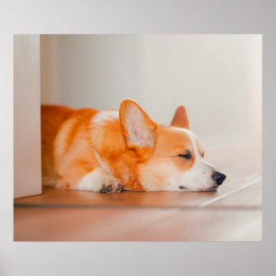 Cutest Baby djur Corgi Sleeping Poster