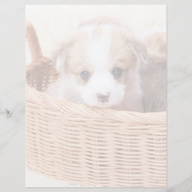 Cutest Baby djur | Corgi Tiny Puppy (Framsida)