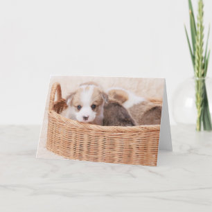 Cutest Baby djur Corgi Tiny Puppy Kort