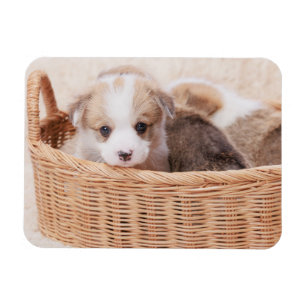 Cutest Baby djur   Corgi Tiny Puppy Magnet