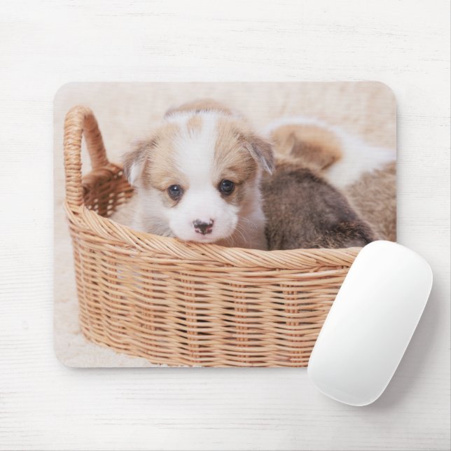 Cutest Baby djur | Corgi Tiny Puppy Musmatta (Med mus)