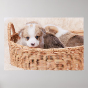 Cutest Baby djur   Corgi Tiny Puppy Poster