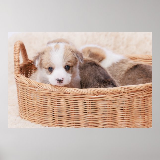 Cutest Baby djur | Corgi Tiny Puppy Poster (Framsidan)