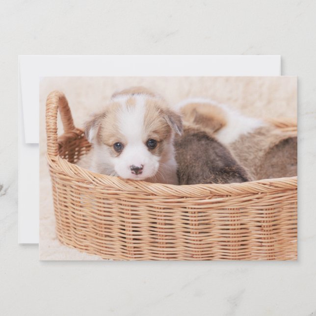 Cutest Baby djur | Corgi Tiny Puppy Tack Kort (Framsida)