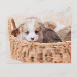 Cutest Baby djur   Corgi Tiny Puppy Vykort