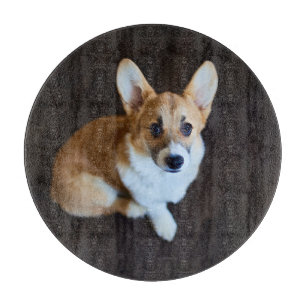 Cutest Baby djur Corgi Tittar upp
