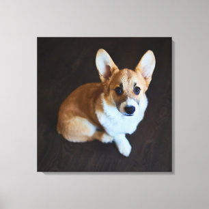 Cutest Baby djur   Corgi Tittar upp Canvastryck