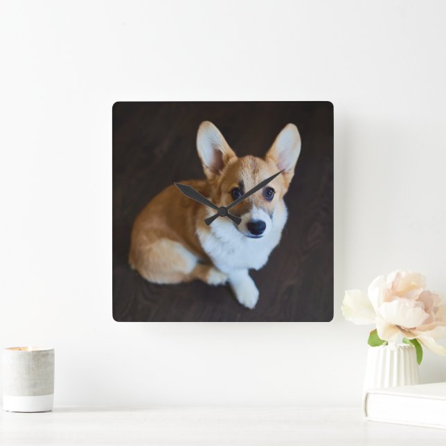 Cutest Baby djur | Corgi Tittar upp Fyrkantig Klocka (Hem)