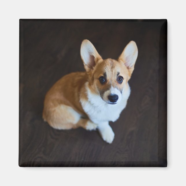 Cutest Baby djur | Corgi Tittar upp Magnet (Framsidan)