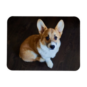 Cutest Baby djur Corgi Tittar upp Magnet