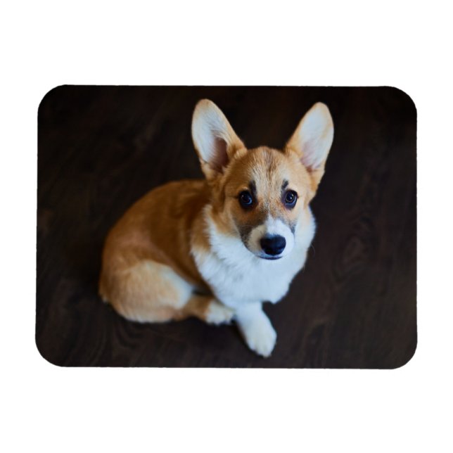 Cutest Baby djur | Corgi Tittar upp Magnet (Horisontell)