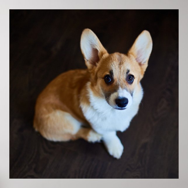 Cutest Baby djur | Corgi Tittar upp Poster (Framsidan)