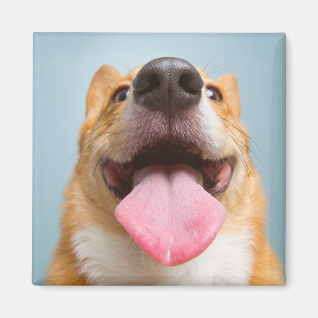 Cutest Baby djur | Corgi Tunga Magnet (Framsidan)