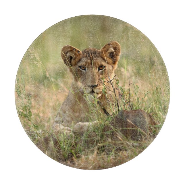 Cutest Baby djur | Cute Baby Lejona Unge (Framsidan)