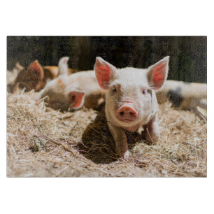 Cutest Baby djur Cute Baby Piglet