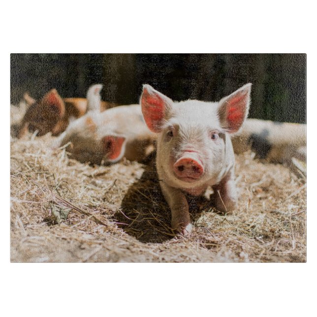 Cutest Baby djur | Cute Baby Piglet (Framsidan)