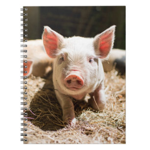 Cutest Baby djur Cute Baby Piglet Anteckningsbok
