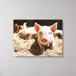 Cutest Baby djur Cute Baby Piglet Canvastryck