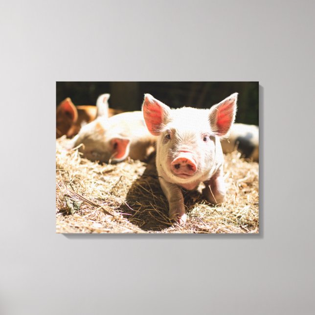 Cutest Baby djur | Cute Baby Piglet Canvastryck (Framsida)