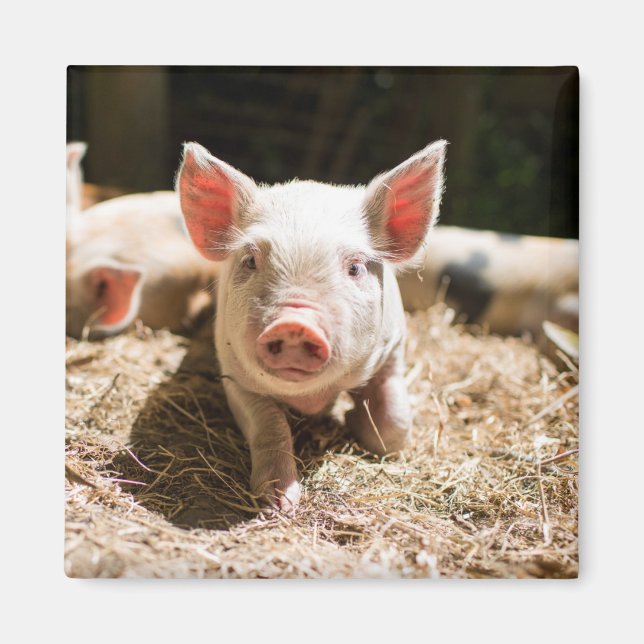 Cutest Baby djur | Cute Baby Piglet Magnet (Framsidan)