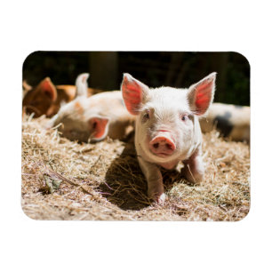 Cutest Baby djur Cute Baby Piglet Magnet