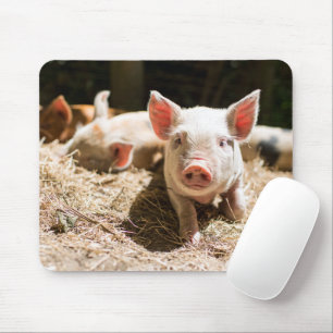 Cutest Baby djur Cute Baby Piglet Musmatta