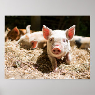 Cutest Baby djur   Cute Baby Piglet Poster