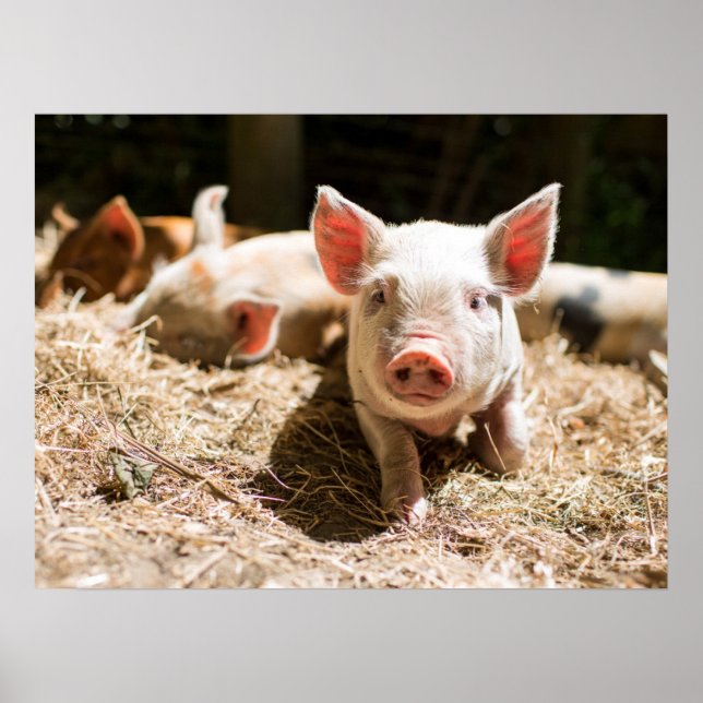 Cutest Baby djur | Cute Baby Piglet Poster (Framsidan)