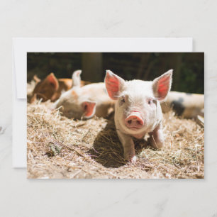 Cutest Baby djur Cute Baby Piglet Tack Kort
