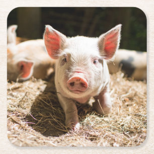 Cutest Baby djur Cute Baby Piglet Underlägg Papper Kvadrat