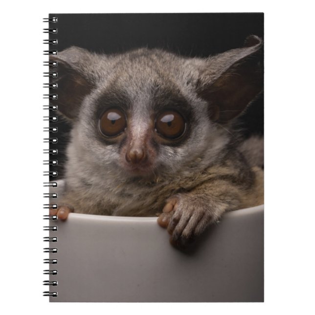 Cutest Baby djur | Cute Bushbaby Anteckningsbok (Framsidan)