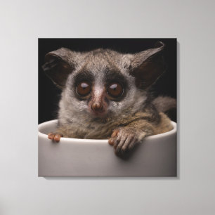 Cutest Baby djur   Cute Bushbaby Canvastryck