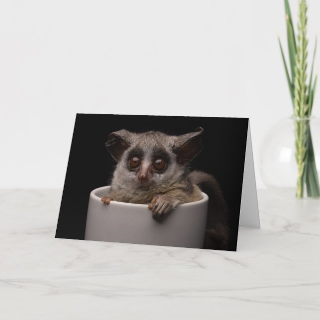 Cutest Baby djur | Cute Bushbaby Kort (Framsida)